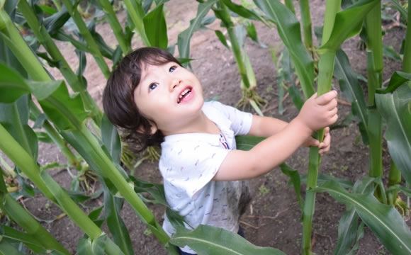 子供と楽しめるおすすめの農業体験・画像