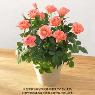 母の日 大西 隆コレクション ミニバラ「コモ」／日比谷花壇・画像