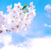 進研ゼミ、Z会、スマイルゼミの中学受験講座と合格実績を比較・画像